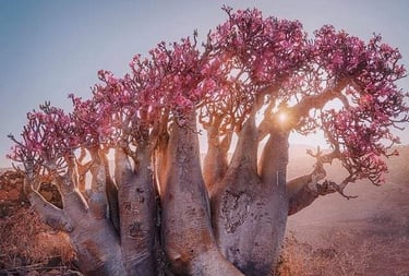Socotra Guide