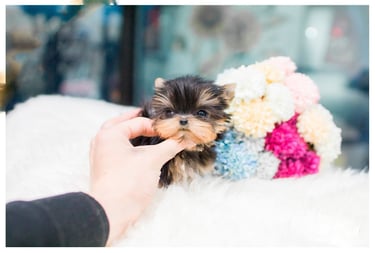 Puppies for Sale 