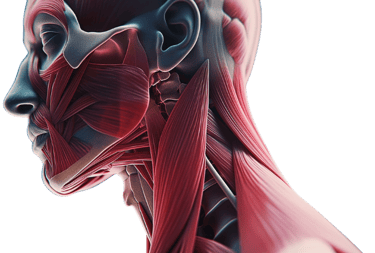 Drawing of the musculature of the human neck and head