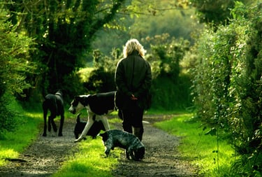 Pet-sitting et balade canine