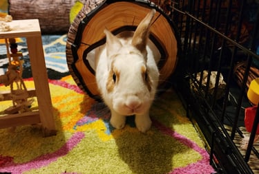 Ensure Pet Care, Summer pet sitting for rabbits near Rockville