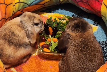Ensure Pet Care, Exotic pet sitting near North Potomac