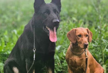 Happy dogs walking through a quiet neighborhood near Rockville, MD with an Ensure Pet Care