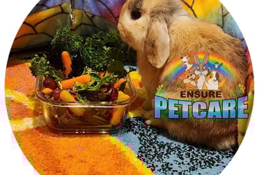 Ensure Pet Care dog walking ,bunny boarding