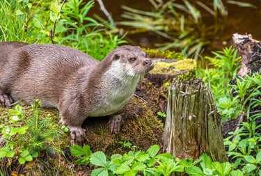 Une Promenade Originale sur le Sentier de la Loutre