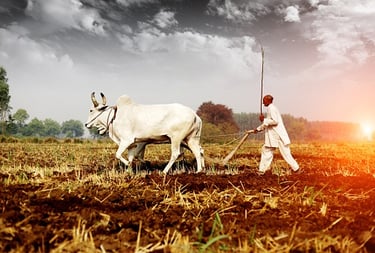 old way of ploughing with bullocks