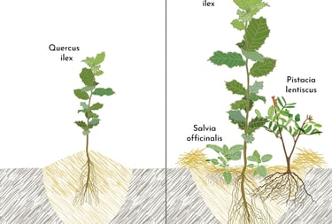 agrossilvicultura-ilustracao-metodos-plantio-dashaglasha