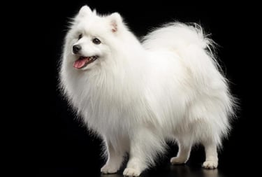 Japanese Spitz, smaller more agile with softer self clean coat