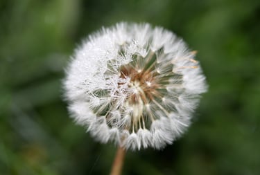 frosted dandelion