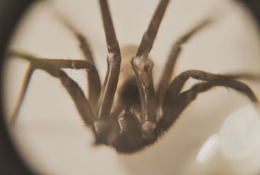 fotografia macro de una araña