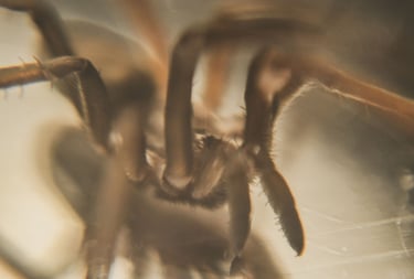 fotografia de movimiento de araña