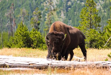Bison at Yellowstone National Park