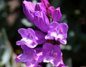 Barrett's Penstemon