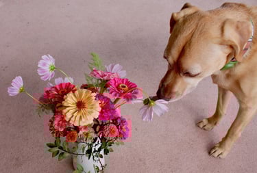 Jango dog with flower bouquet