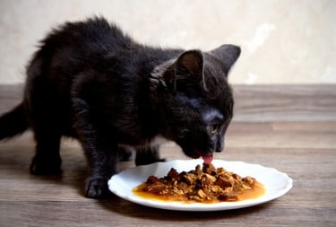 Zwarte kitten eet smakelijk natvoer van een wit schoteltje