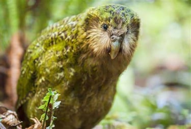 Ave kakapo el loro gigante de Nueva Zelanda 