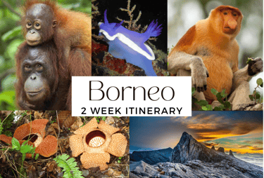 Borneo Itinerary 2 week adventure wildlife