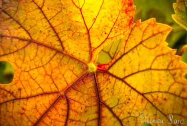Série Feuille de Vin ref FV-07 ©Eléonore Parc