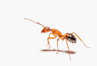 ANTS PEST CONTROL SERVICE