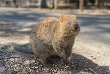 El quokka es el animal mas feliz del mundo