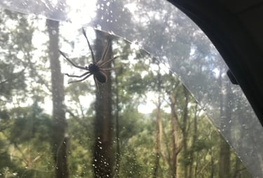 Arañas en Australia