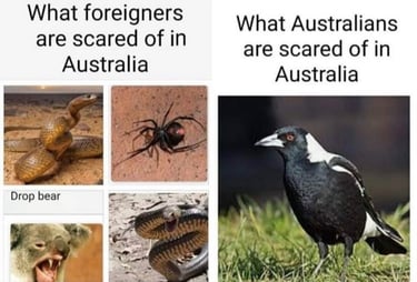 Los animales peligrosos de Australia