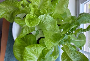 Lettuce growing in a hydroponic grow bucket near a window