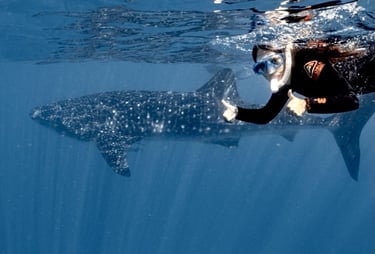 Nadando con el tiburón ballena en Australia