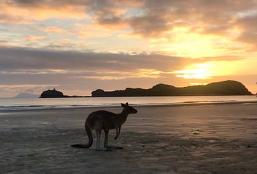 Donde ver canguros en Australia