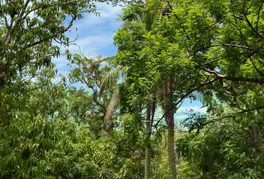 palm trees and mango trees at plaza mango verde