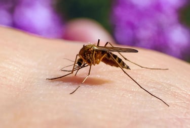 Mosquito Pest Control Service