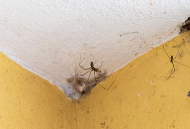 araña en esquina de pared dentro de casa limpia