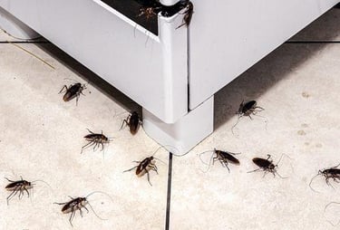 actividad de plagas en cocina durante temporada de calor
