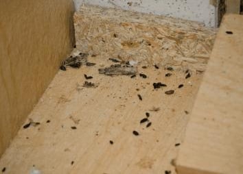 evidencia de plagas en zona de almacenamiento industrial