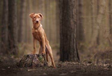 a labrador puppy posing for a photo with a dog photographer near me