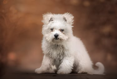 a white fluffy puppy in golden hour. pet photography near me
