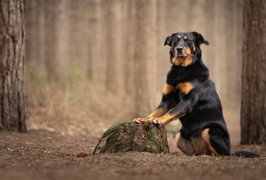 a rescue dog in the woods on her pet photo session uk