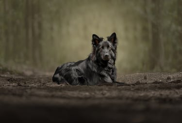 a black german shepherd looking into the camera in the woods during a pet portrait session in the uk