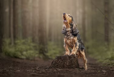 a show cocker spaniel howling in the woods pet photography