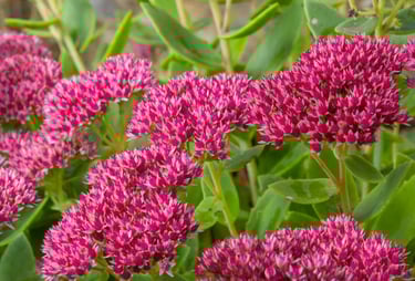 sedum, été, secheresse, tombe, sepulture49, livraison gratuite