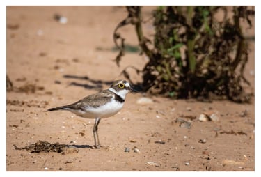 CHORLITEJO CHICO (CHARADIUS DUBIUS)