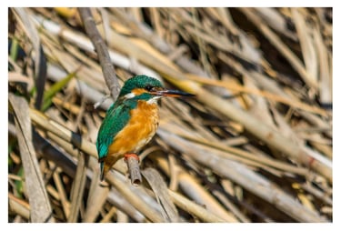 MARTIN PESCADOR (ALCEDO ATTHIS)