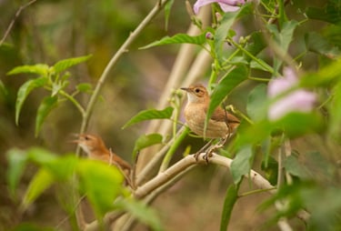 um pássaro pousando em um galho de uma árvore