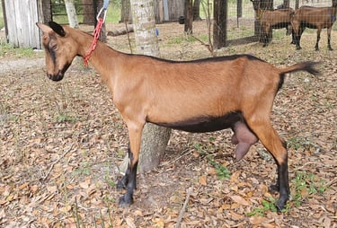 Ruby, Oberhasli doe in milk