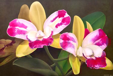 Fuchsia and Yellow Cattleya
