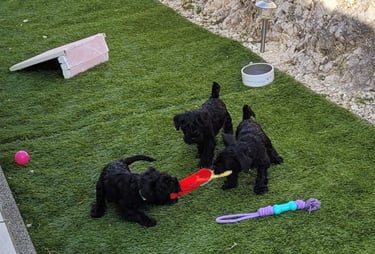 Bébés Schnauzers nains noirs