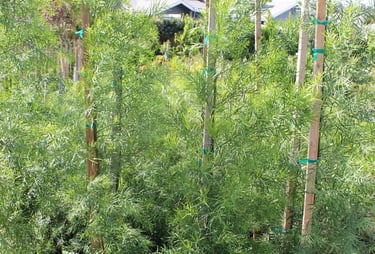 Podocarpus
