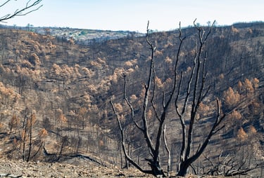 Incendie dans l'Aude la nature détruite