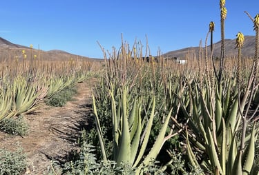 Canaries - Fuerte Ventura - Plantation d'aloe vera