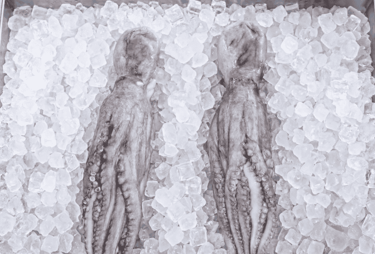 Two fresh whole raw octopuses displayed on a bed of crushed ice cubes at a seafood market.